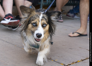 2024 Tour de Corgi - tour