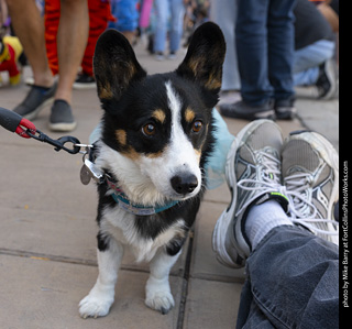 2024 Tour de Corgi - tour