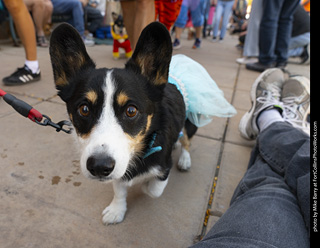 2024 Tour de Corgi - tour