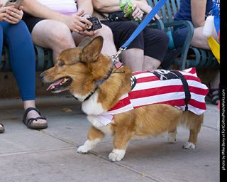 2024 Tour de Corgi - tour