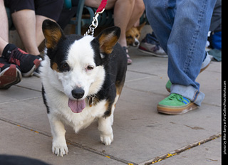 2024 Tour de Corgi - tour