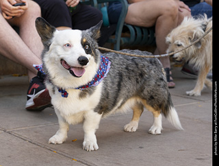 2024 Tour de Corgi - tour