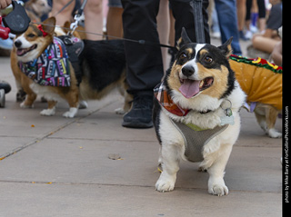 2024 Tour de Corgi - tour