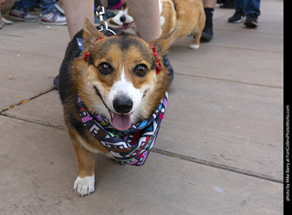 2024 Tour de Corgi - tour