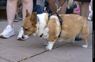 2024 Tour de Corgi - tour