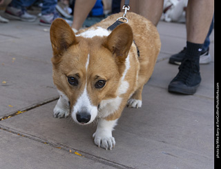 2024 Tour de Corgi - tour