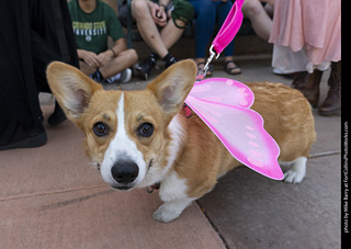 2024 Tour de Corgi - tour