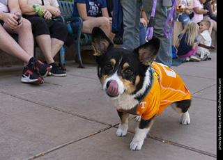 2024 Tour de Corgi - tour