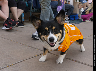 2024 Tour de Corgi - tour