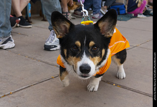 2024 Tour de Corgi - tour