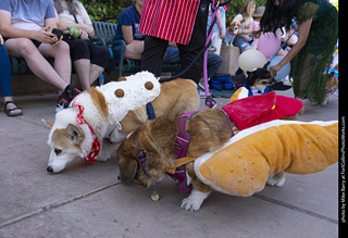 2024 Tour de Corgi - tour