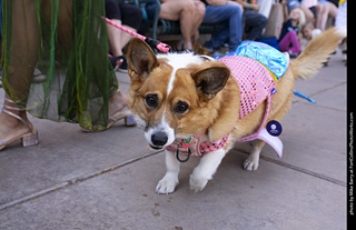 2024 Tour de Corgi - tour