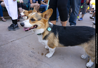 2024 Tour de Corgi - tour