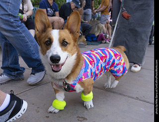 2024 Tour de Corgi - tour