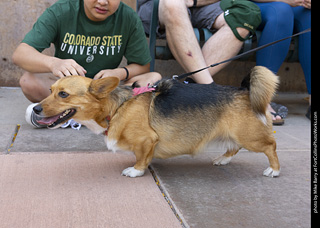 2024 Tour de Corgi - tour