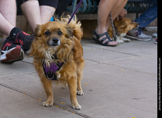 2024 Tour de Corgi - tour