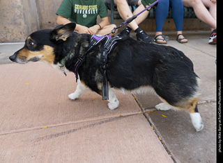 2024 Tour de Corgi - tour