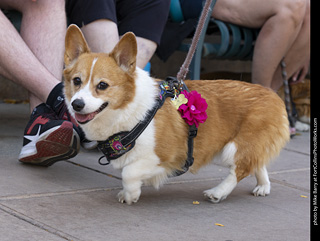 2024 Tour de Corgi - tour