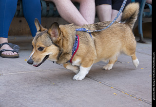 2024 Tour de Corgi - tour