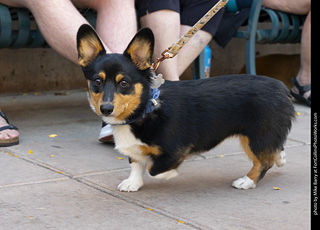 2024 Tour de Corgi - tour