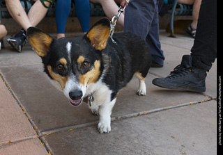 2024 Tour de Corgi - tour