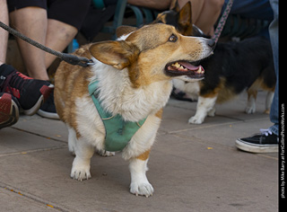 2024 Tour de Corgi - tour