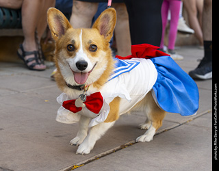 2024 Tour de Corgi - tour