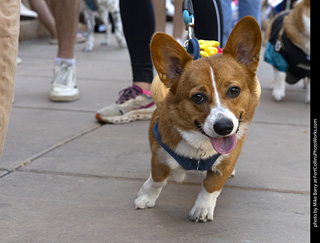 2024 Tour de Corgi - tour