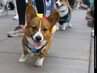 2024 Tour de Corgi - tour