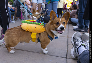 2024 Tour de Corgi - tour