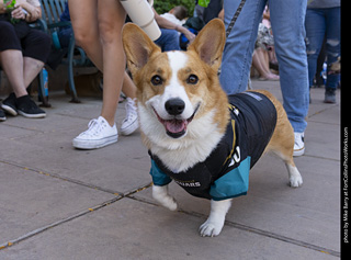 2024 Tour de Corgi - tour