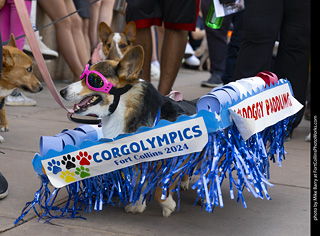 2024 Tour de Corgi - tour