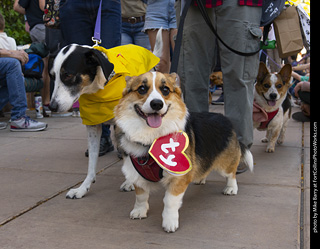 2024 Tour de Corgi - tour