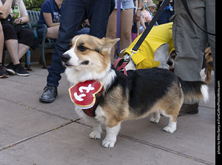 2024 Tour de Corgi - tour