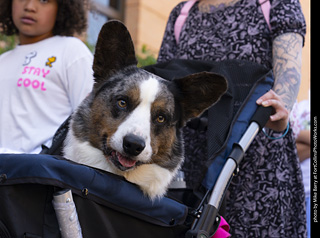 2024 Tour de Corgi - tour