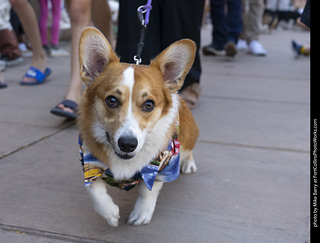 2024 Tour de Corgi - tour