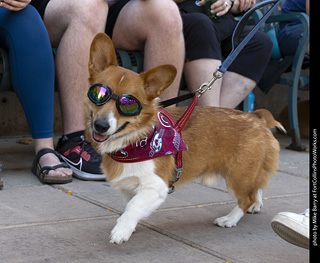 2024 Tour de Corgi - tour