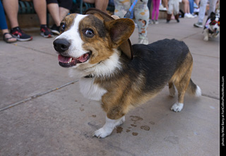 2024 Tour de Corgi - tour