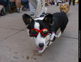 2024 Tour de Corgi - tour