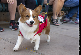 2024 Tour de Corgi - tour