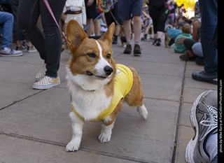 2024 Tour de Corgi - tour