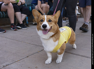 2024 Tour de Corgi - tour