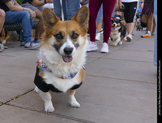 2024 Tour de Corgi - tour