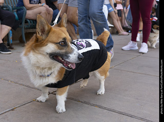 2024 Tour de Corgi - tour