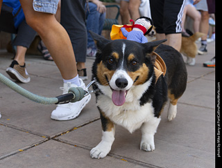 2024 Tour de Corgi - tour