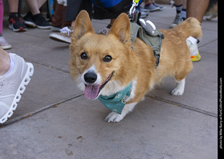 2024 Tour de Corgi - tour