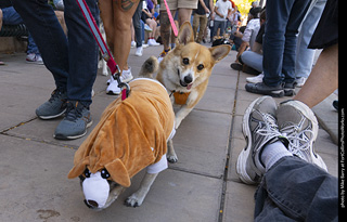 2024 Tour de Corgi - tour