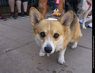 2024 Tour de Corgi - tour