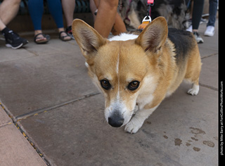 2024 Tour de Corgi - tour