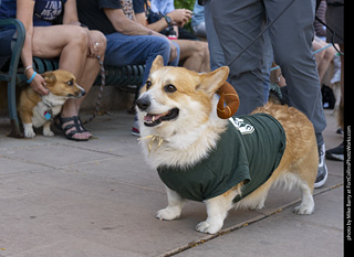 2024 Tour de Corgi - tour